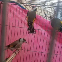 جوجه  سهره|پرنده|اصفهان, کوی امیریه|دیوار
