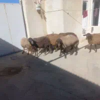 میش داشتی|حیوانات مزرعه|کلیائی, |دیوار