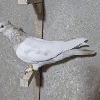 سینه سوسنی ماده