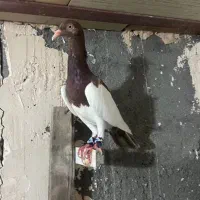 کفتر
