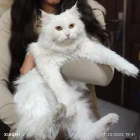 گربه پرشین فروشی|گربه|کرمان, |دیوار