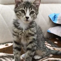 واگذاری رایگان گربه دو ماهه بازیگوش ولی مظلوم|گربه|ارومیه, |دیوار