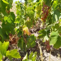 3هکتار باغ و زمین قزوین تاکستان روستای خرم آباد