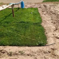 فروش برای نهال گوجه فرنگی