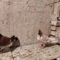 کبوتر|پرنده|اهواز, منازل کارون|دیوار