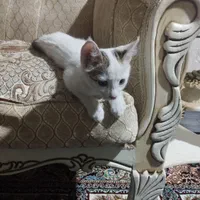 گربه نازخونگی