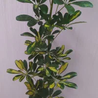 شفلرا یک متر و بیست سانتی فقط ۱۵۰