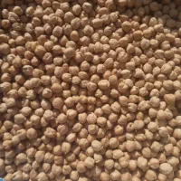 نخود منصور وانا، پایه بلند ، بذر کشت پاییزه