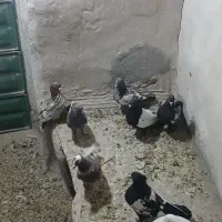 کبوتر|پرنده|کرفتو, |دیوار