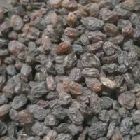 فروش ویژه بیدانه .فخری .افتاب خشک تاکستان|خوردنی و آشامیدنی|تاکستان, |دیوار