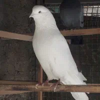 کبوتر شمرونی