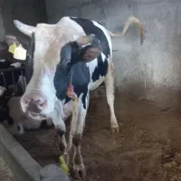 گاو نر|حیوانات مزرعه|نیر (اردبیل), |دیوار