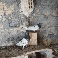 فروش کبوتر
