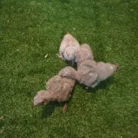 جوجه گیرینچیک سرلاکی