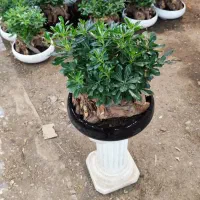 گل بونسای میخک هندی همکاری