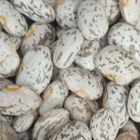 لوبیا چیتی باقیمت فوق العاده به مدت محدود