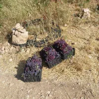 مالک-اصلی-روستای-کلستان