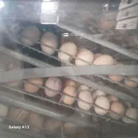 اردک پکنی و جوجه گلپایگانی یک روزه|حیوانات مزرعه|رودبار, |دیوار