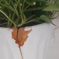 گل پتوس|گل و گیاه طبیعی|کرمانشاه, |دیوار