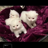 Persian Cat|گربه|تهران, جنت‌آباد جنوبی|دیوار