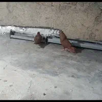 کبوتر سرخ کاکلی نر و ماده چشم نوک سفید