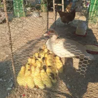 جوجه اردک اسرائیلی