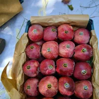 سیب درجه یک|گل و گیاه طبیعی|تبریز, |دیوار