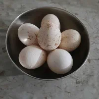 تخم بوقلمون
