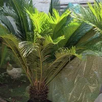 سیکاس بزرگ|گل و گیاه طبیعی|بندر انزلی, شالیور|دیوار