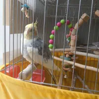 دوعدد عروس هلندی نر|پرنده|تهران, باشگاه نفت|دیوار