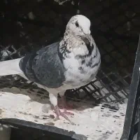 کبوتر|پرنده|چوار, |دیوار