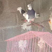 کبوتر