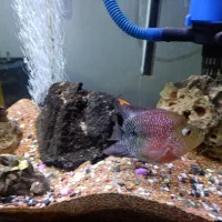 آکواریوم و ماهی|ماهی|رودسر, |دیوار