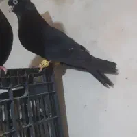 زاغ ابادانی