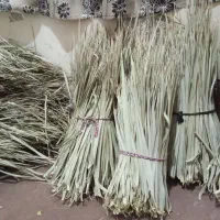 پیش نخل