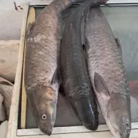 پخش عمده ماهی رودخانه