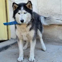 سگ هاسکی اصیل خالص چشم یخی مالاموت ماده|سگ|تهران, خرمشهر|دیوار