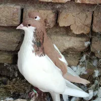 کبوتر جفتی هم پرشی