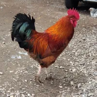 خروس محلی|حیوانات مزرعه|رشت, چله خانه|دیوار