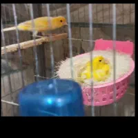 یک جفت قناری