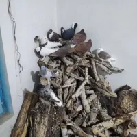 کفترخوشکل|پرنده|راور, |دیوار