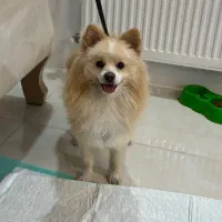 سگ شیتزوپامر نر