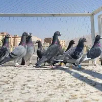 دسته کفتر رنگ تیره و رنگ روشن جهرم|پرنده|شیراز, ترمینال باربری|دیوار