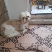 سگ حرف گوش کن و شیطون