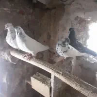 کبوتر پرنده تهرانی