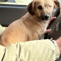 گمشده محدوده گلدره