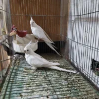 عروس هلندی بهمراه جوجه|پرنده|خمینیشهر, |دیوار