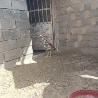 خروس لاری