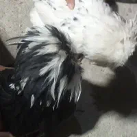 نژاد سلطان