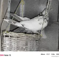 کله دم سبزجوانه سالم واکسن خورده جفت طوقی نر جوانه